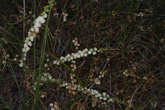 Acacia uliginosa