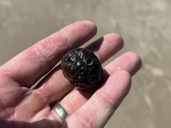 Sacoglottis amazonica