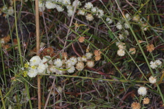 Acacia uliginosa