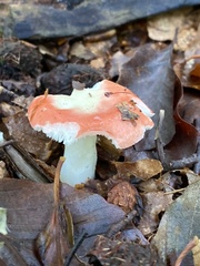 Russula emetica