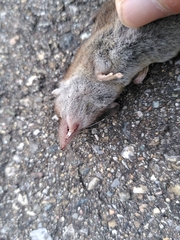 Crocidura