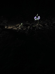 Orychophragmus violaceus