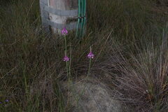 Comesperma virgatum