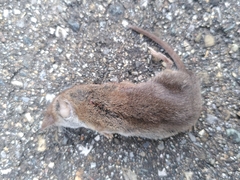 Crocidura