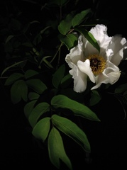 Paeonia × suffruticosa