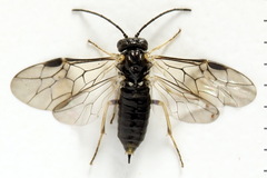 Claremontia uncta