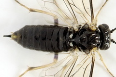 Claremontia uncta