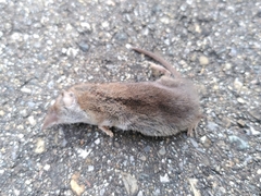 Crocidura