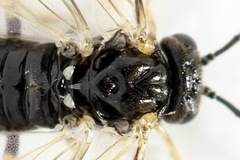 Claremontia uncta