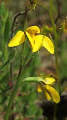 Diuris chryseopsis