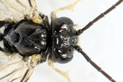 Claremontia uncta