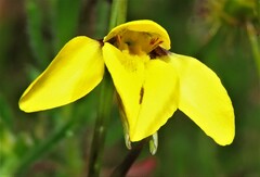 Diuris chryseopsis
