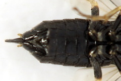 Claremontia uncta