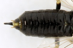 Claremontia uncta