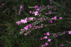 Boronia crenulata
