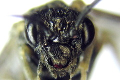 Claremontia uncta