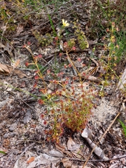 Drosera porrecta