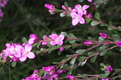Boronia crenulata