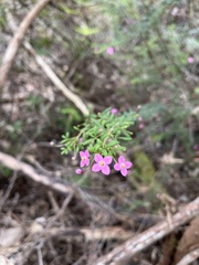 Boronia gracilipes