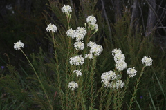 Pimelea longiflora