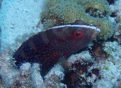 Variola louti