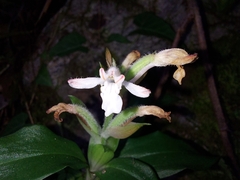 Herpysma longicaulis