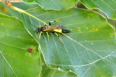 Ichneumonina