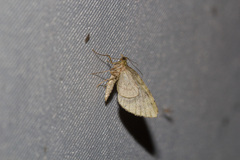 Hypsopygia binodulalis