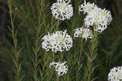 Pimelea longiflora