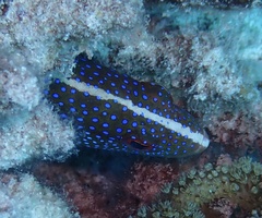 Variola louti