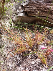 Drosera porrecta