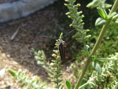 Sphaenothecus bilineatus