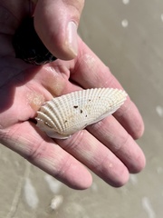 Cyrtopleura costata