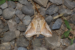 Habrosyne pyritoides