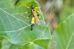 Ichneumonina