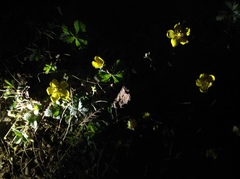 Potentilla reptans sericophylla