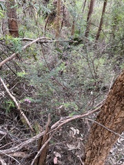 Boronia gracilipes