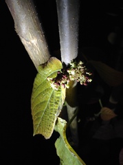 Alchornea davidii