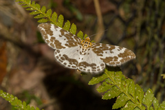 Pogonopygia nigralbata