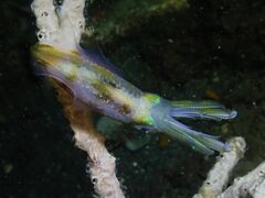 Sepioteuthis lessoniana