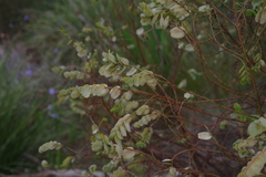 Olax phyllanthi