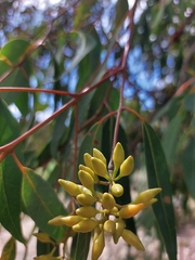 Eucalyptus marginata