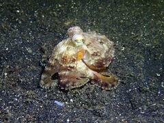 Amphioctopus marginatus