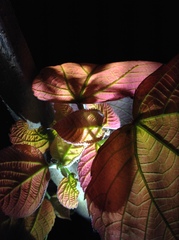 Alchornea davidii