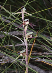 Lyperanthus serratus