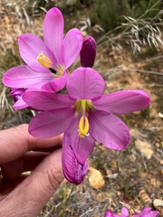 Ixia latifolia