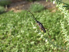 Sphaenothecus bilineatus