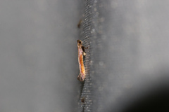 Caloptilia