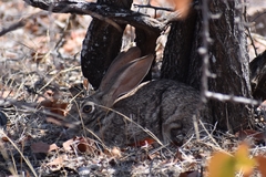 Lepus saxatilis