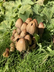 Coprinellus micaceus